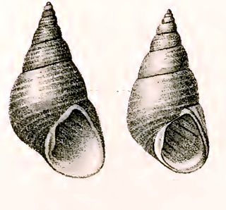 <i>Phasianotrochus eximius</i> Species of gastropod