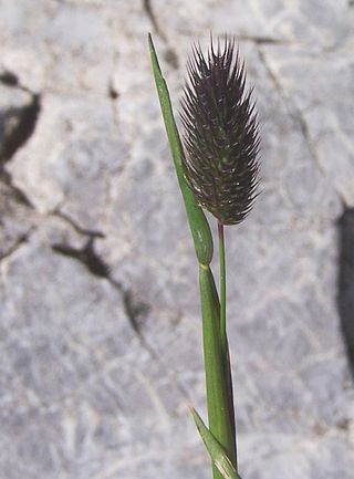 <i>Phleum alpinum</i> Species of flowering plant