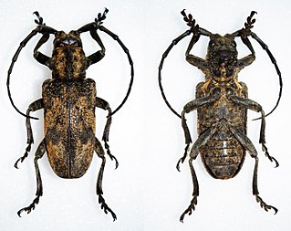 <i>Phryneta obesa</i> Species of beetle