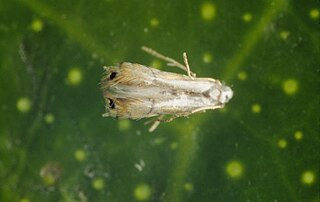 <i>Phyllocnistis citrella</i> Species of moth