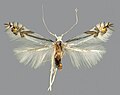 Thumbnail for Phyllocnistis tropaeolicola