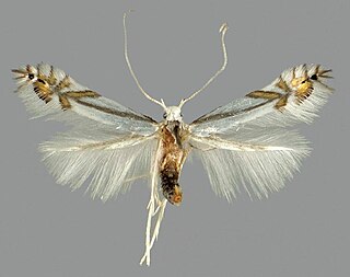 Phyllocnistinae Subfamily of moths