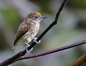 Descripción de la imagen Picumnus aurifrons - Piculet de pecho de barra (macho), Careiro da Várzea Amazonas, Brasil.jpg.