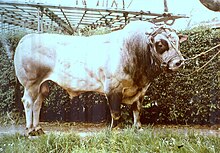 A Piedmontese bull Piemonteser Bulle.jpg