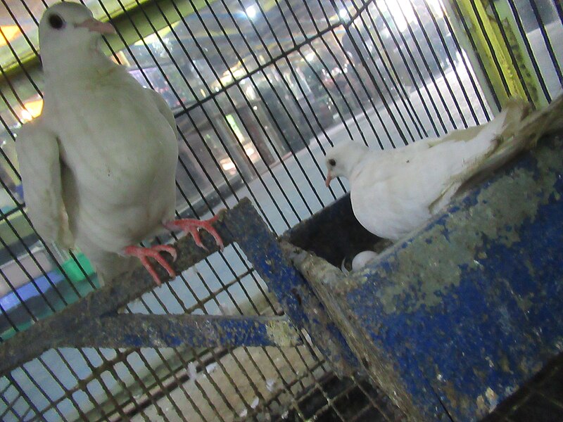 File:Pigeons of the Philippines (BF Homes) 11.jpg