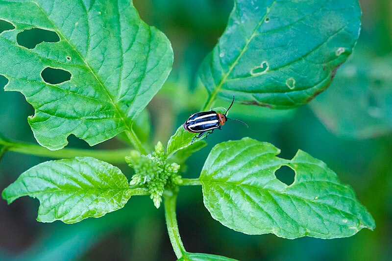 File:Pigweed flea beetle (30299209548).jpg