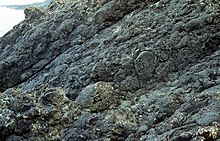 Pillow lavas near Strumble Head ( Fishguard) - geograph.org.uk - 4881.jpg