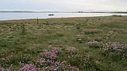 Thumbnail for File:Pink flowers on beach below Inchmery House - geograph.org.uk - 3016109.jpg