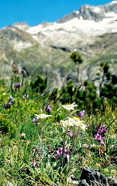 File:Pirineos, flora 1981 41.jpg