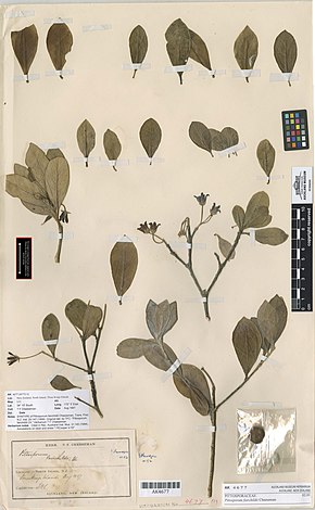 Descrizione dell'immagine Pittosporum fairchildii Cheeseman (AM AK4677) .jpg.