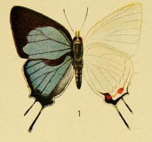 Iolaus schultzei Pl.3-01-Iolaus schultzei (Aurivillius, 1905).JPG