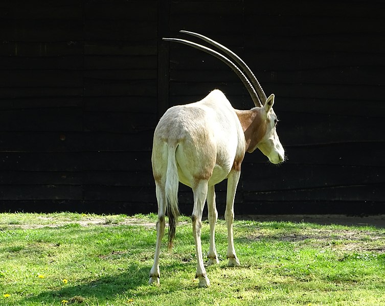 File:Planckendael zoo scimitar oryx 03.jpg