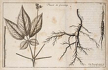 Panax ginseng illustrated by Pierre Jartoux in 1713 Plante de Gin-seng Pierre Jartoux 1713.jpg