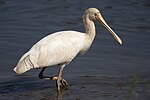 Thumbnail for Yellow-billed spoonbill