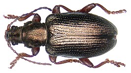 Plateumaris consimilis