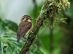 Miniatura para Platyrinchus albogularis