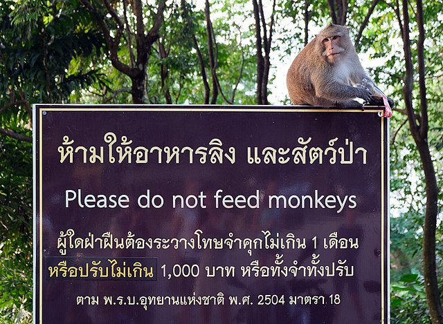 Macaque on a "Please do not feed monkeys" sign in Ko Chang, Thailand.