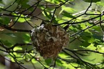 Thumbnail for File:Plumbeous Vireo (on nest) Ramsey Canyon Sierra Vista AZ 2018-05-17 11-03-51 (47851092531).jpg