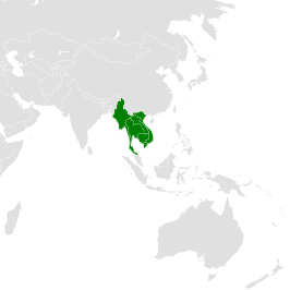 Birmaanse dwergvalk