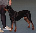 Polish Hunting Dog, black & tan