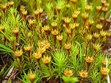 Pied mâle de Polytrichum strictum terminé par un involucre de petites feuilles écailleuses, la croissance reprenant au centre une fois les anthéridies jaunes vidées.