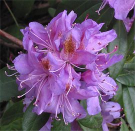 Pontische rododendron bloemen (Rhododendron ponticum).jpg