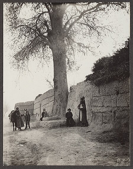 Populus pruinosa in Turkestan.jpg