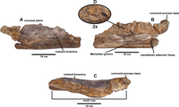 Portellsaurus Holotype Dentary.png