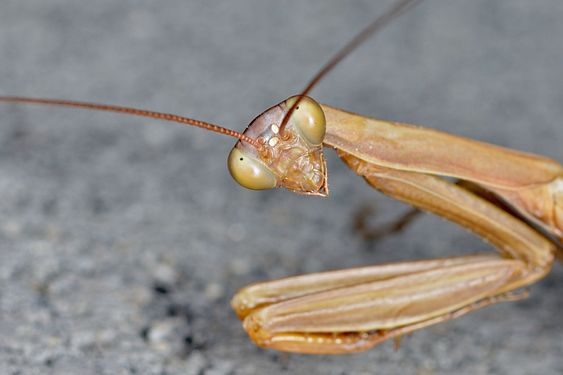 Praying Mantis (Mantis religiosa religiosa)