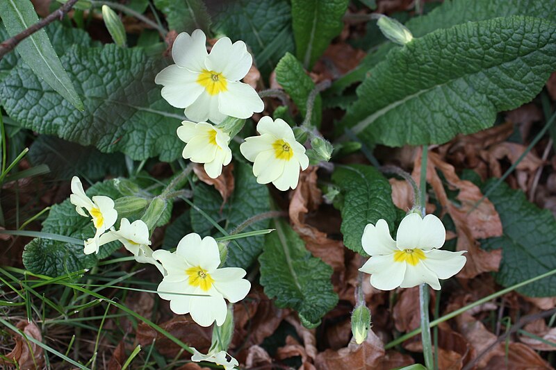 File:Primroses, Downpatrick, April 2011.JPG