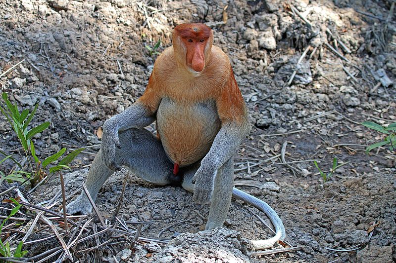 File:Proboscis monkey (Nasalis larvatus) male Labuk Bay.jpg
