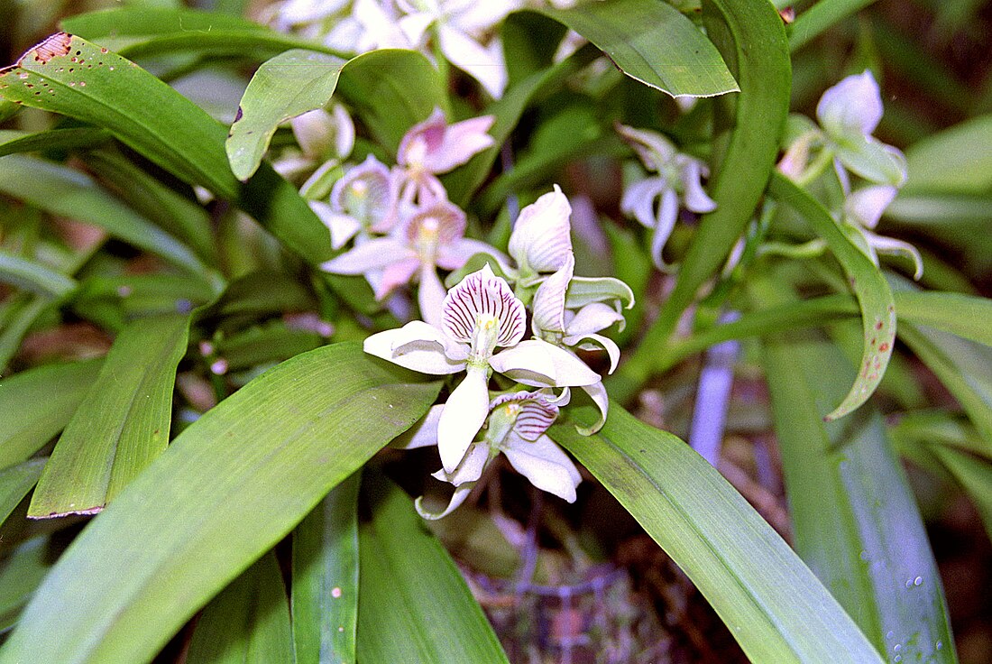 Encyclia