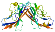 Thumbnail for Coxsackievirus and adenovirus receptor