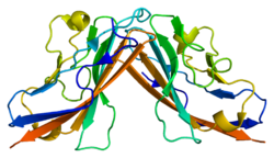 Протеин CXADR PDB 1eaj.png