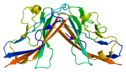 Белок CXADR PDB 1eaj.png