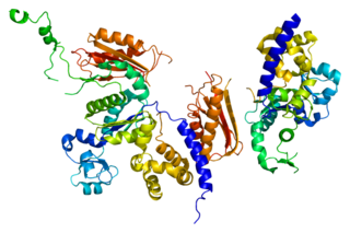 <span class="mw-page-title-main">POLK</span> Protein-coding gene in the species Homo sapiens