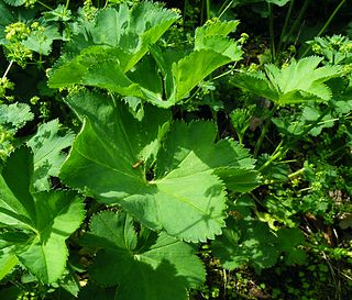 <i>Alchemilla cymatophylla</i> Species of flowering plant