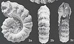 Pseudoaustraliceras pavlowi - Formazione di paglia, Colombia.jpg