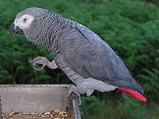 Psittacus erithacus -perché sur le bac-8d.jpg