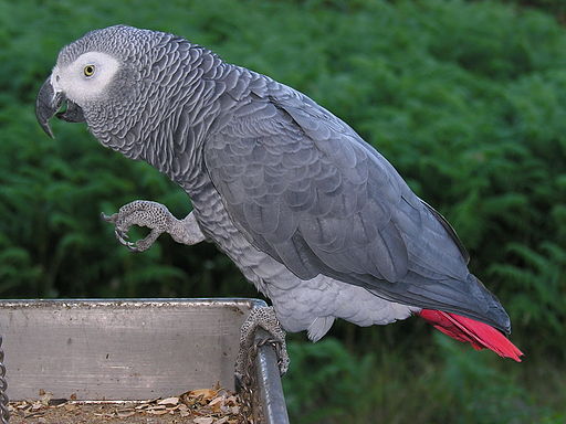 Psittacus erithacus -perching on tray-8d