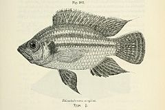 Description de l'image Pterochromis congicus.jpg.