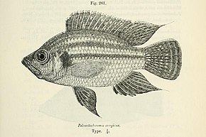 Описание изображения Pterochromis congicus.jpg.