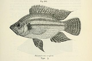<i>Pterochromis congicus</i> Species of fish
