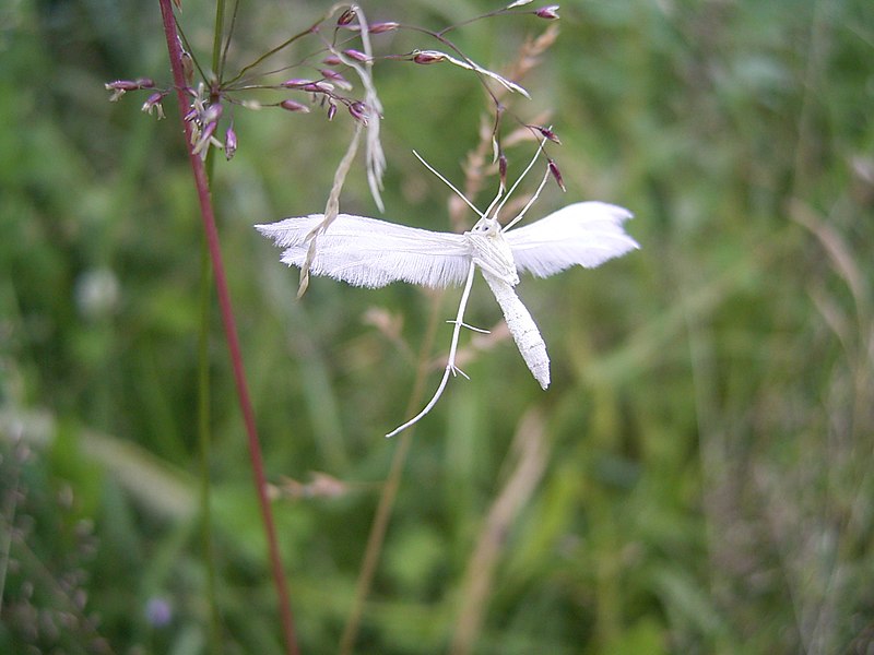 File:Pterophorus pentadactyla R0011763.JPG