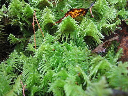 Moss (Ptilium crista-castrensis) cover on the floor of taiga