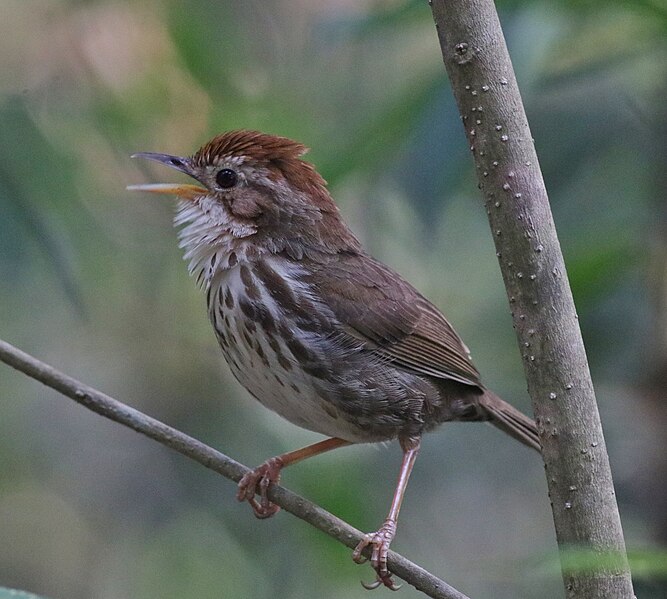 File:Puff throated babbler 68.jpg