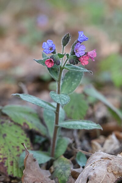 File:Pulmonaria officinalis 3 TK.jpg