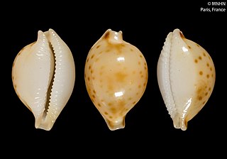 <i>Pustularia mauiensis</i> Species of gastropod