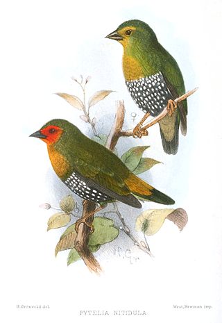 <span class="mw-page-title-main">Green-backed twinspot</span> Species of bird
