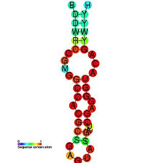 Coronavirus 3 stem-loop II-like motif (s2m)